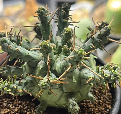 Euphorbia decepta 5 Seeds