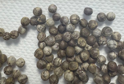 Euphorbia decidua 5 Seeds