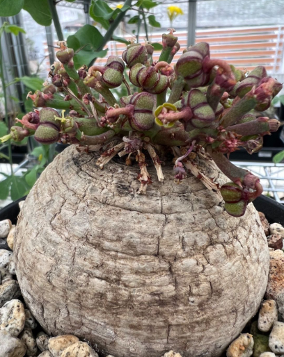Euphorbia decidua 5 Seeds