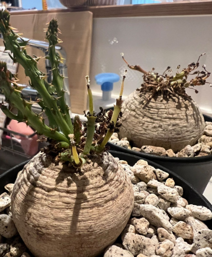 Euphorbia decidua 5 Seeds