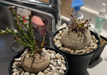 Euphorbia decidua 5 Seeds