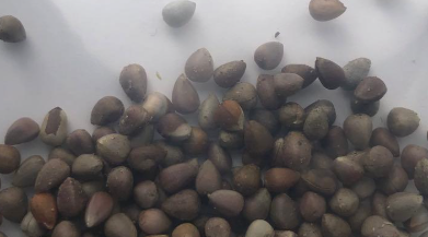 Euphorbia stellispina 5 Seeds