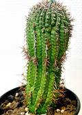 Euphorbia stellispina 5 Seeds