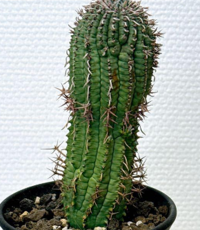 Euphorbia stellispina 5 Seeds
