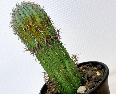 Euphorbia stellispina 5 Seeds