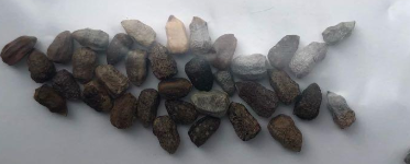 Euphorbia primulifolia 5 Seeds