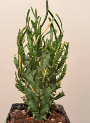 Euphorbia schoenlandii 5 Seeds