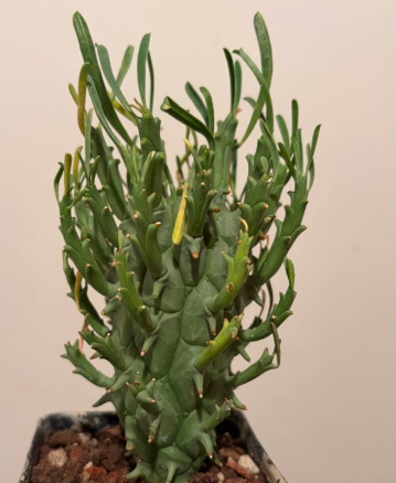 Euphorbia schoenlandii 5 Seeds