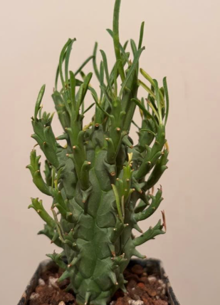 Euphorbia schoenlandii 5 Seeds