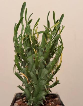 Euphorbia schoenlandii 5 Seeds