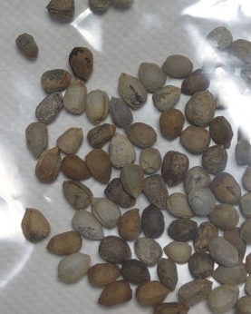 Euphorbia pentops 5 Seeds