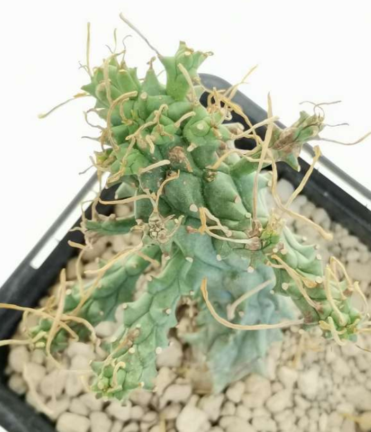 Euphorbia pentops 5 Seeds