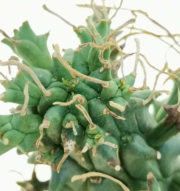 Euphorbia pentops 5 Seeds