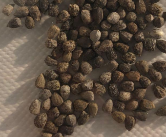 Euphorbia inermis 7 Seeds