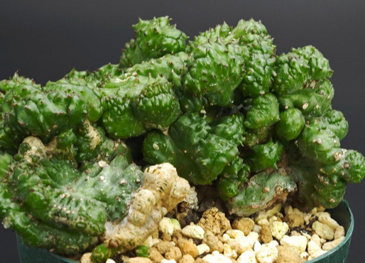 Euphorbia inermis 7 Seeds