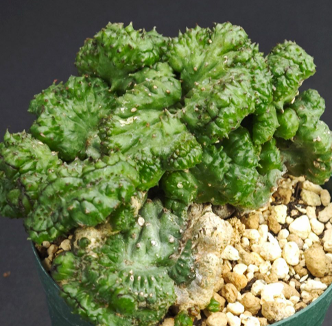 Euphorbia inermis 7 Seeds