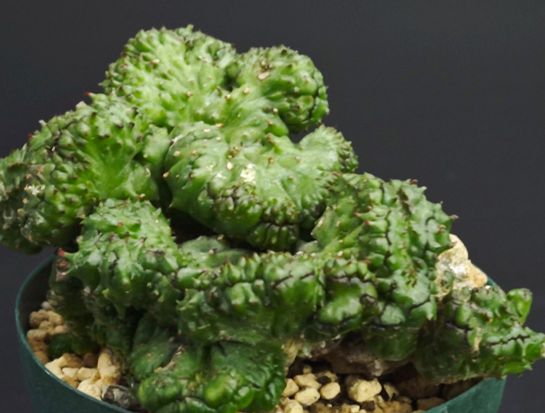 Euphorbia inermis 7 Seeds