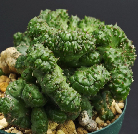 Euphorbia inermis 7 Seeds
