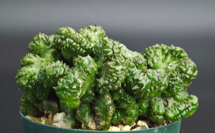 Euphorbia inermis 7 Seeds
