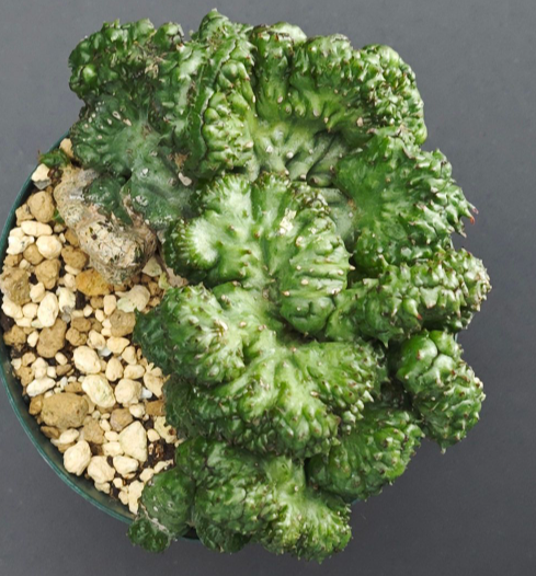 Euphorbia inermis 7 Seeds