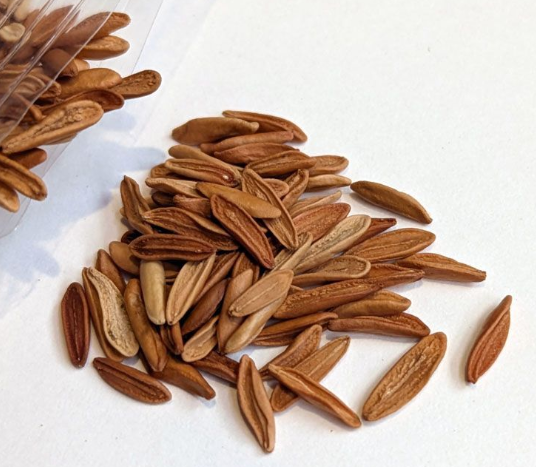 Pachypodium rosulatum var. gracilius 6 Seeds