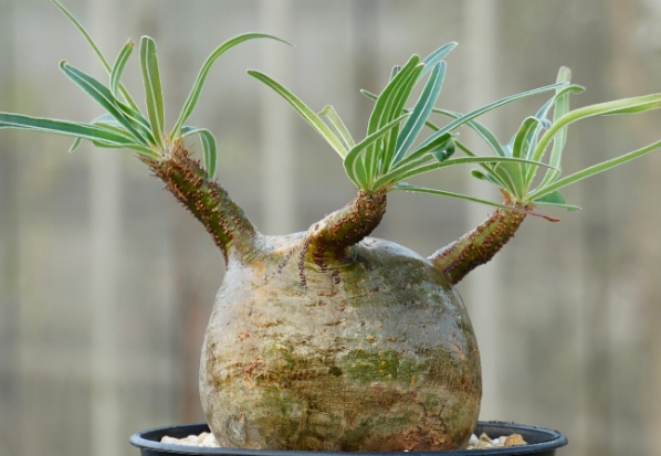 Pachypodium rosulatum var. gracilius 6 Seeds