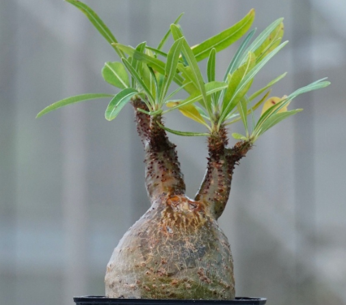 Pachypodium rosulatum var. gracilius 6 Seeds