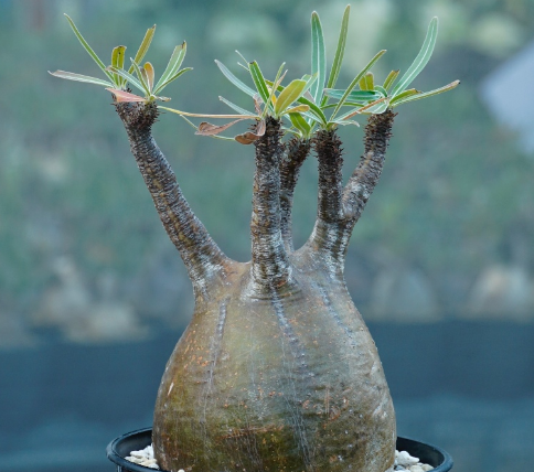 Pachypodium rosulatum var. gracilius 6 Seeds