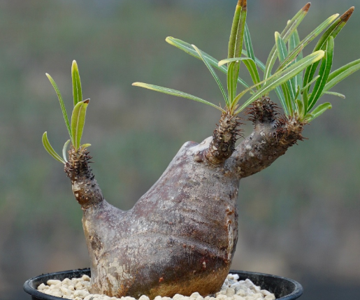Pachypodium rosulatum var. gracilius 6 Seeds