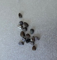Euphorbia multiceps 7 Seeds