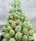 Euphorbia multiceps 7 Seeds