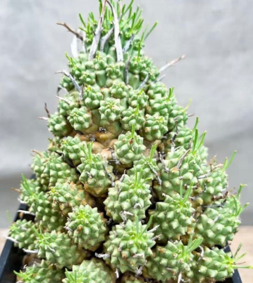 Euphorbia multiceps 7 Seeds