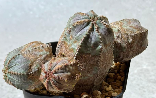 Euphorbia obesa 10 Seeds