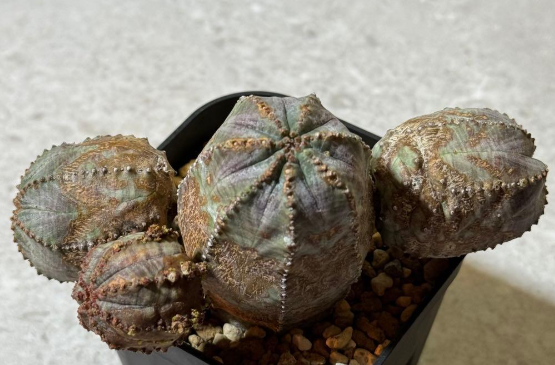 Euphorbia obesa 10 Seeds