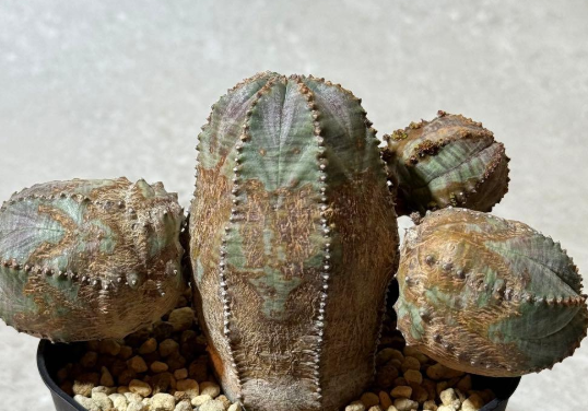 Euphorbia obesa 10 Seeds