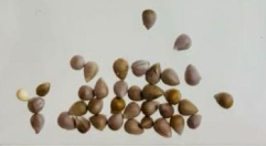 Euphorbia obesa 10 Seeds