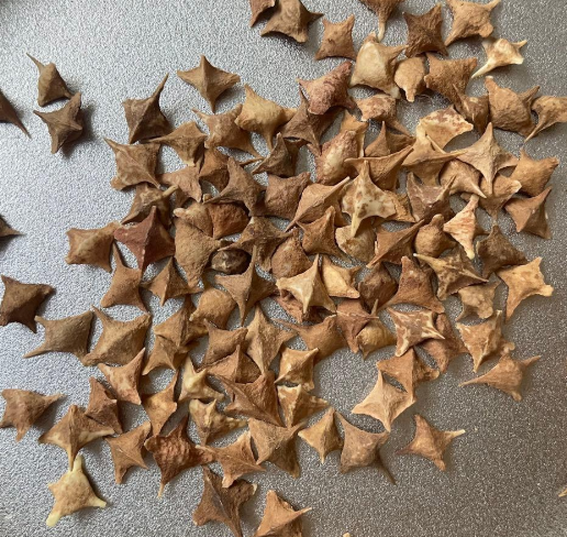 Boswellia frereana 7 Seeds