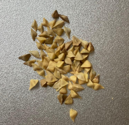 Boswellia frereana 7 Seeds
