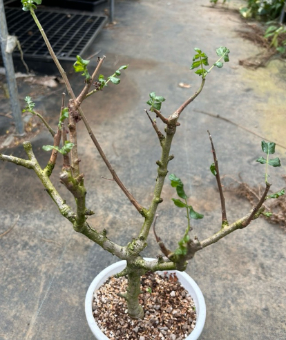 Boswellia frereana 7 Seeds