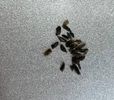 Aloe pearsonii 10 Seeds