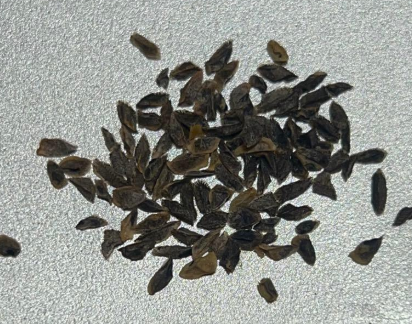 Aloe pearsonii 10 Seeds