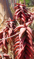 Aloe pearsonii 10 Seeds