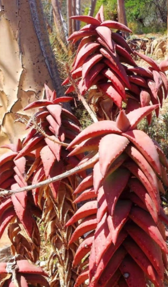 Aloe pearsonii 10 Seeds