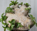 Pachypodium brevicaule 6 Seeds