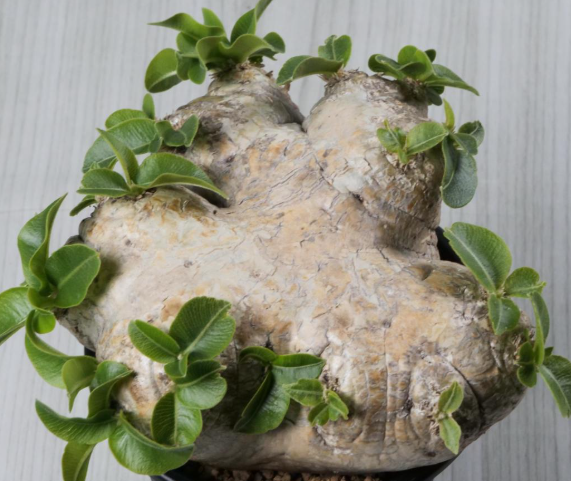 Pachypodium brevicaule 6 Seeds