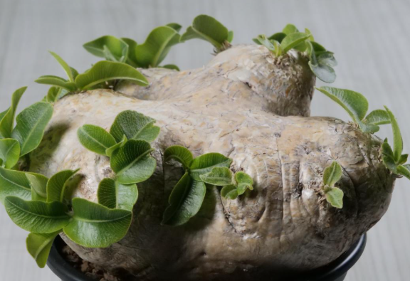 Pachypodium brevicaule 6 Seeds