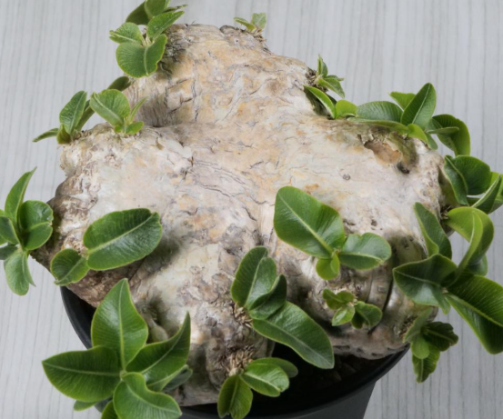 Pachypodium brevicaule 6 Seeds