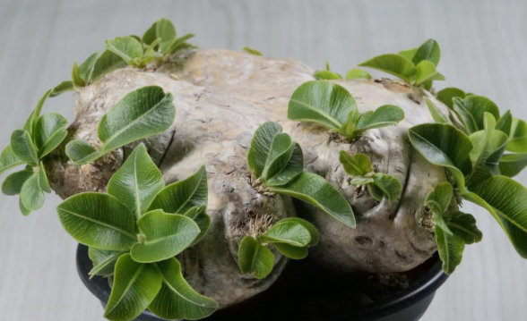 Pachypodium brevicaule 6 Seeds