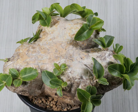 Pachypodium brevicaule 6 Seeds