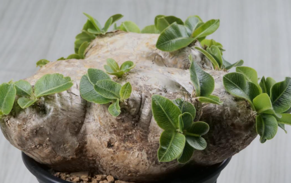 Pachypodium brevicaule 6 Seeds